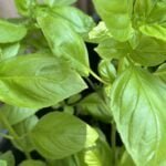 fresh basil