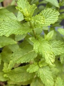 ingredirsnts for Beautiful! Enjoy your delicious creation!