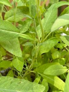 sage