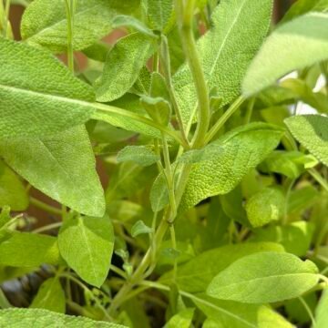 sage