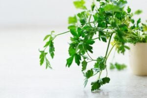 pintando-la-luz-LotIEYlOwgM-unsplash parsley