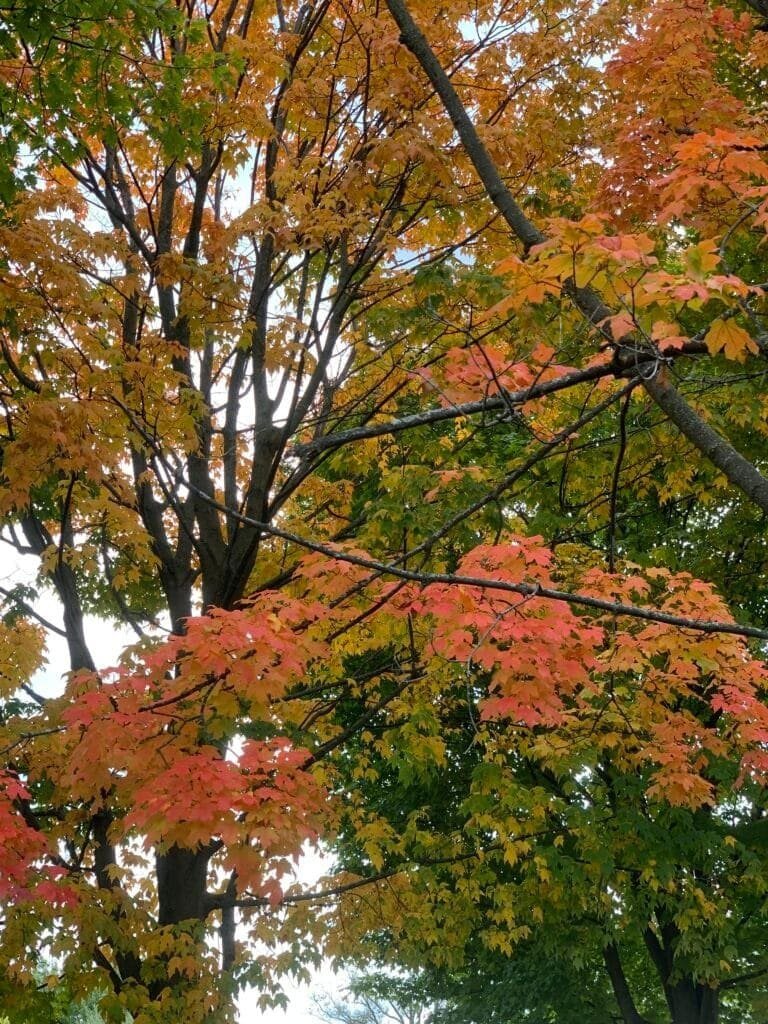 fall trees