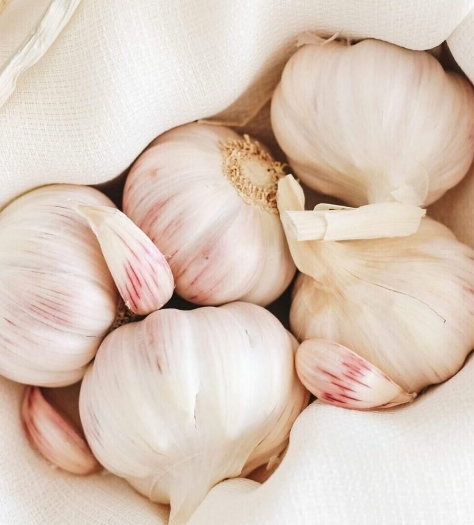 garlic