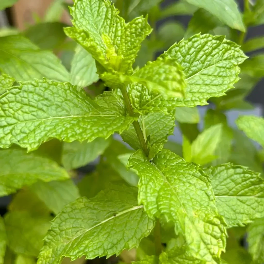 fresh mint
