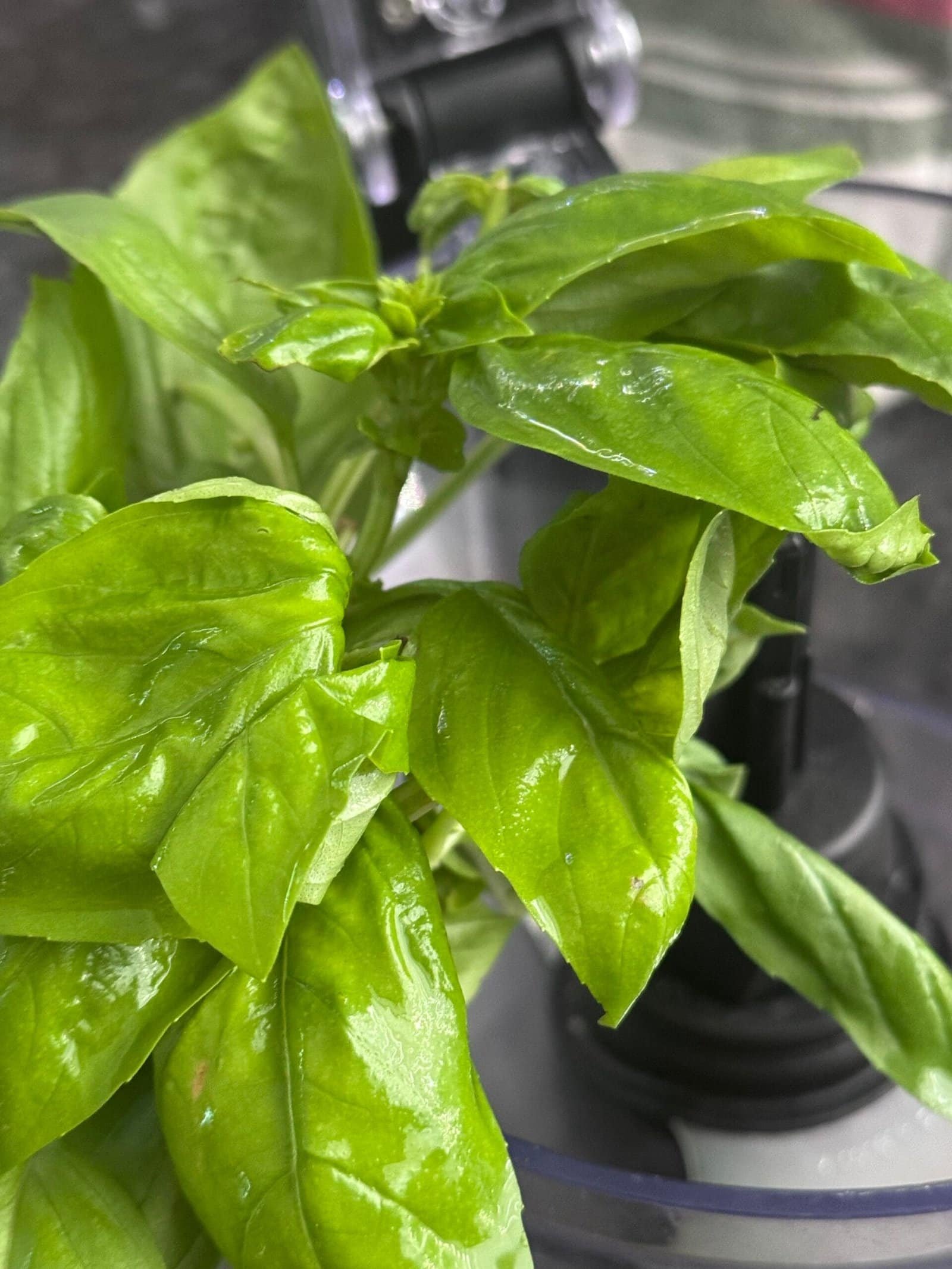 IMG_4014 fresh basil