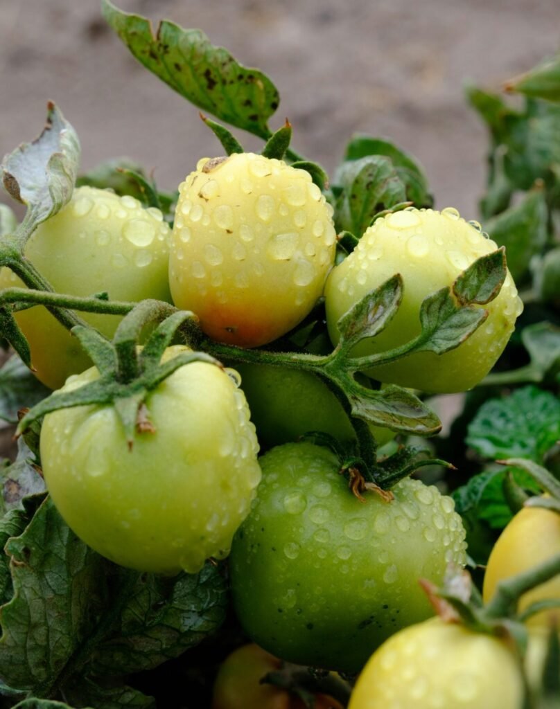 green tomatoes