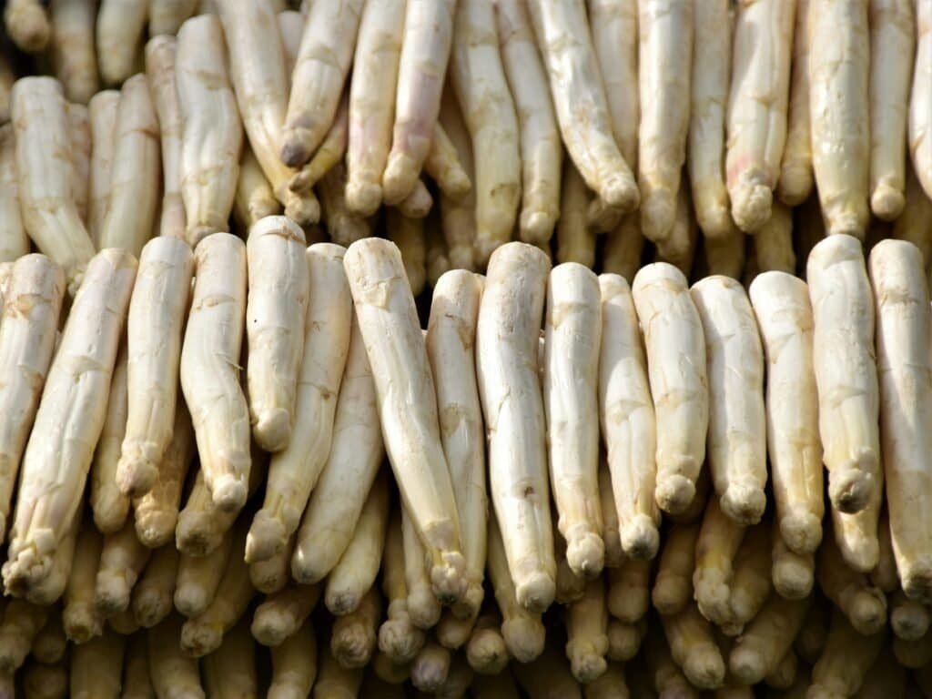 horseradish