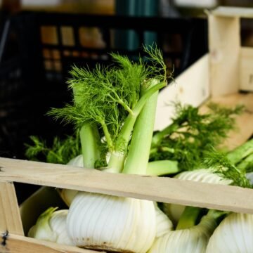 fennel